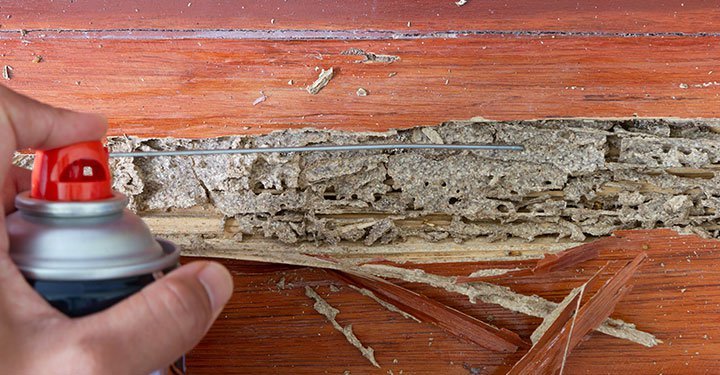 New River termite control